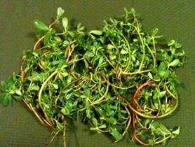 Description: Description: Description: Description: Description: MRVG-CSA-Week 4 07-21-2011-Purslane-4x6.jpg