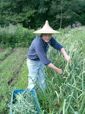 Harvesting-Garlic Scapes-4x6.jpg