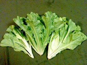 Escarole-4x6.jpg